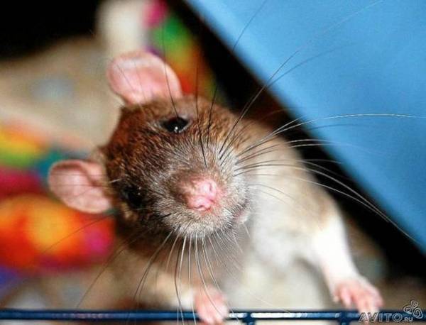 "Крысы и как за ними ухаживать"